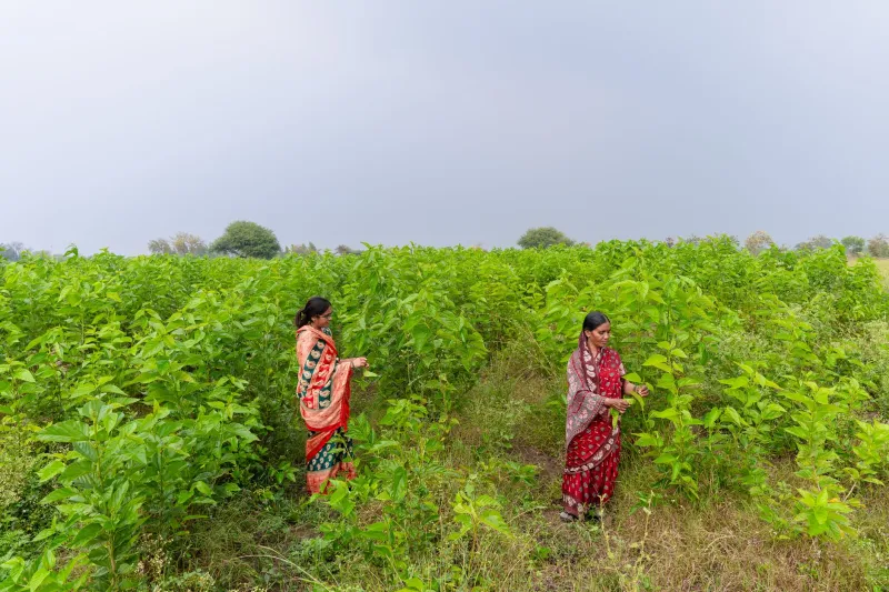 Roots, Resilience, and Revolution: How Wisconsin's Women Farmers Are Rewriting the Rules of Soil Health
